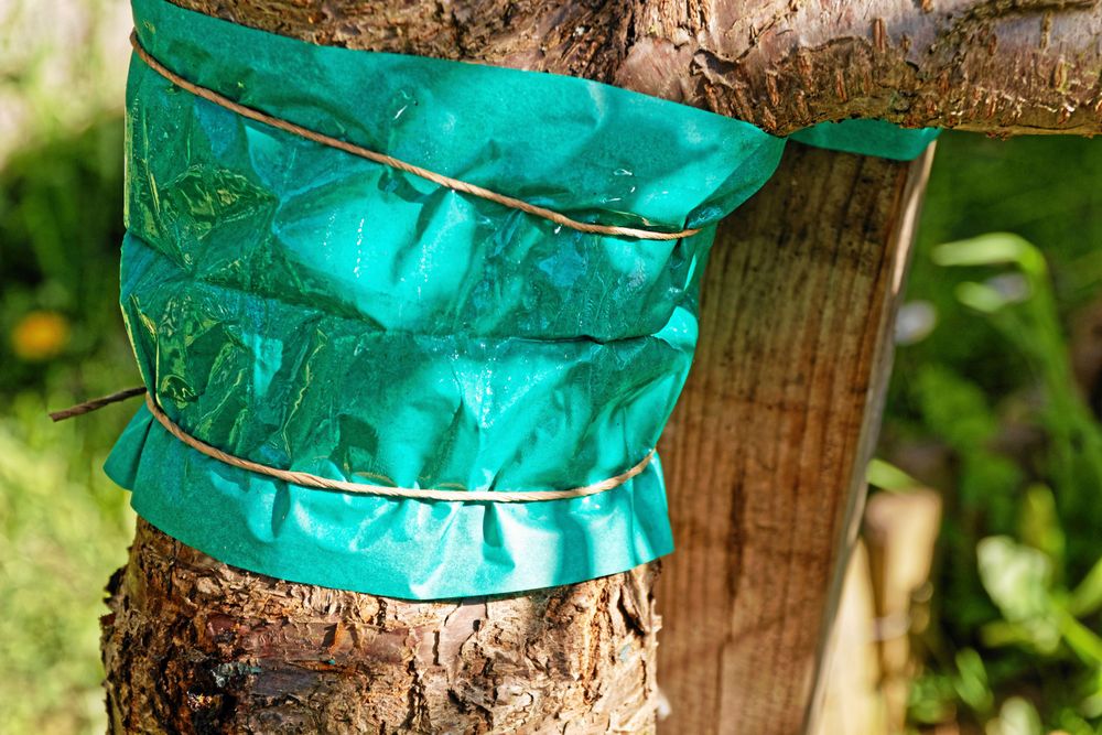 En klibbig ring runt stammen hindrar skadeinsekter.