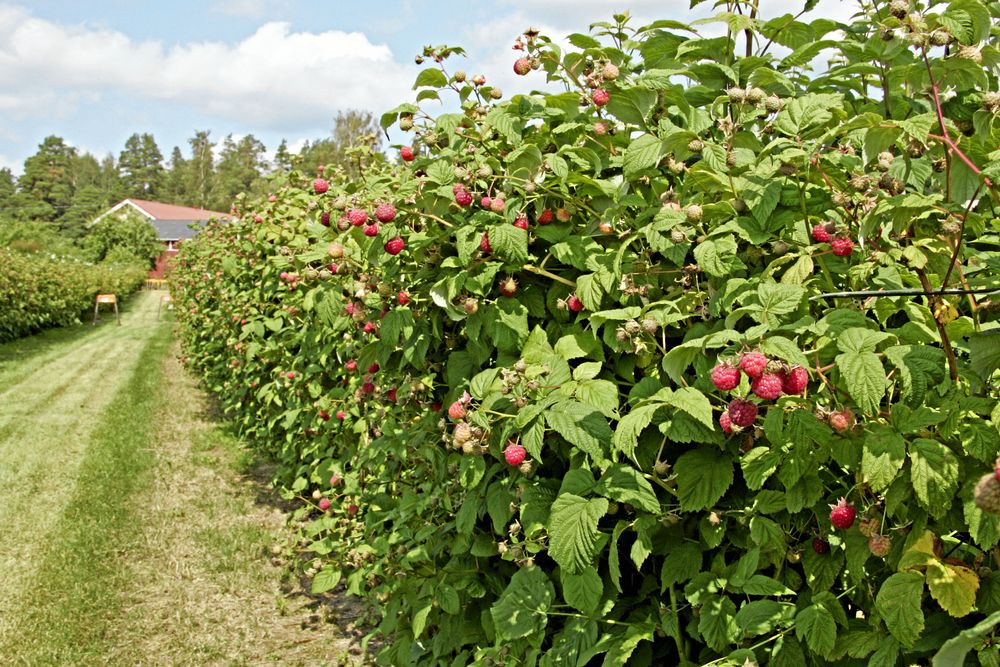 Den kanadensiska sorten ’Muskoka’ passar vårt klimat fint.