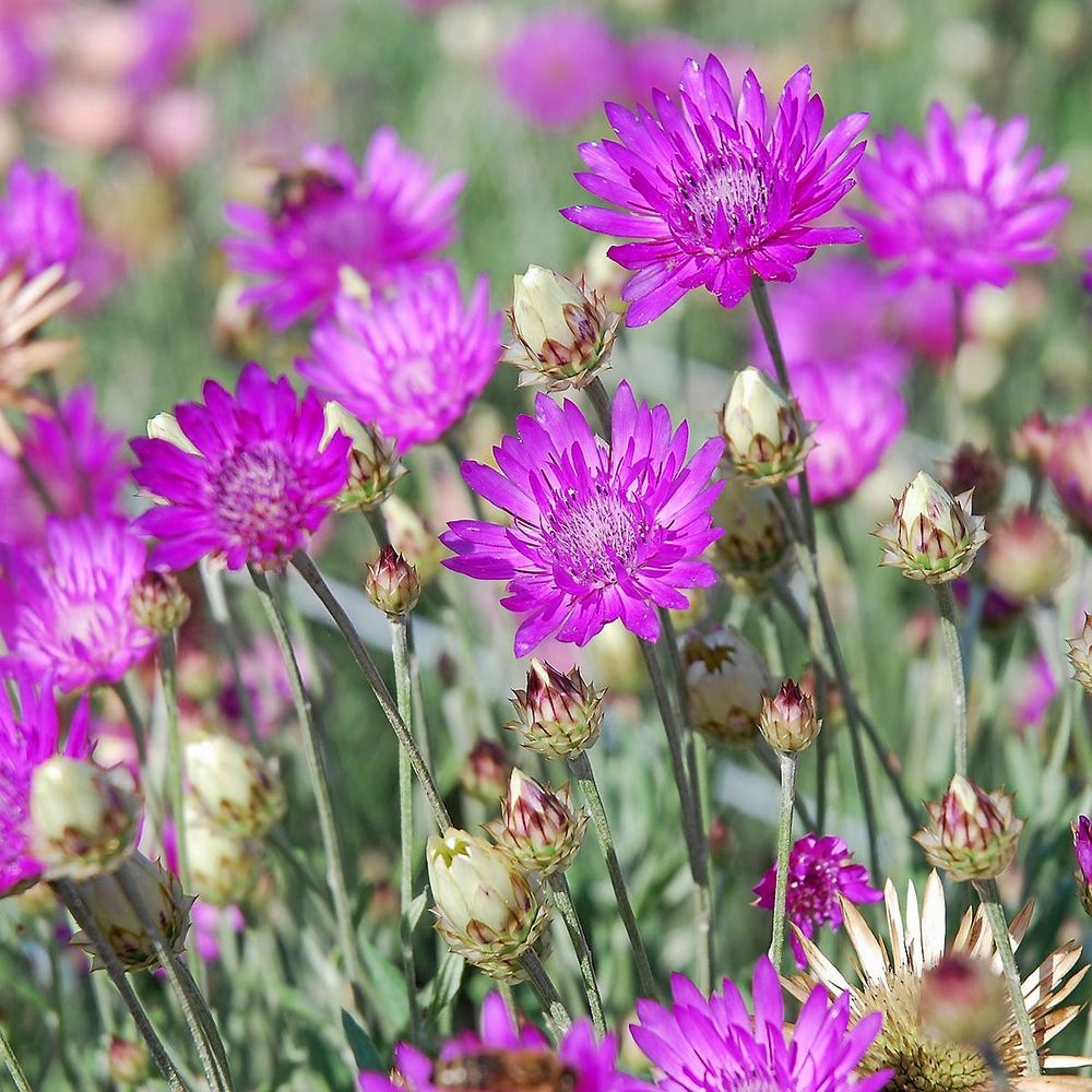 Pappersblomster som går att torka och spara.