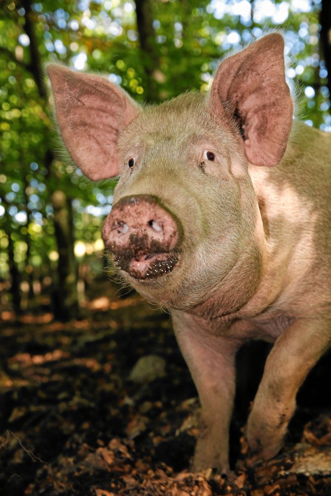 Sommartid går grisarna i skogarna kring Wanås slott.
