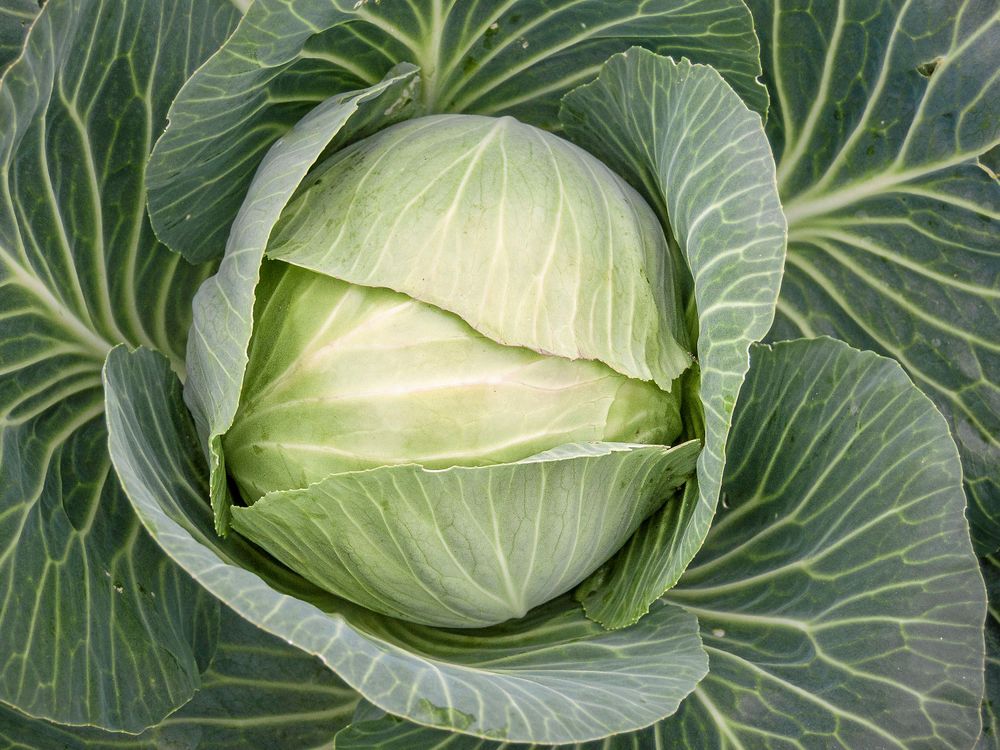 Vitkålen ’Kvislar’ är en norsk 1970-talssort som kommit tillbaka.