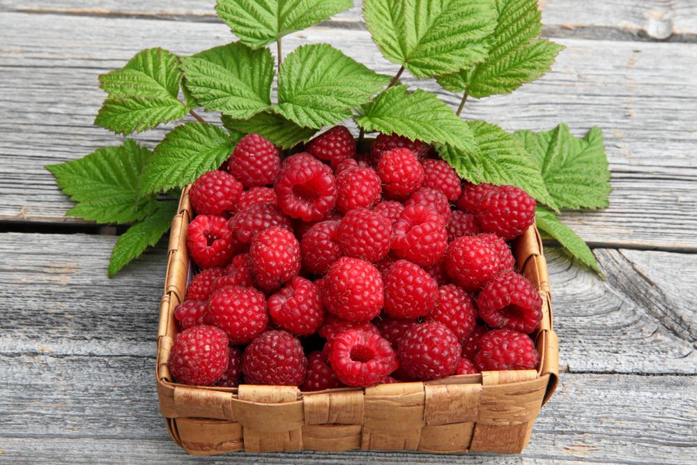 ’Ottawa’ skjuter inte så många skott. Det är lätt att hålla på plats.