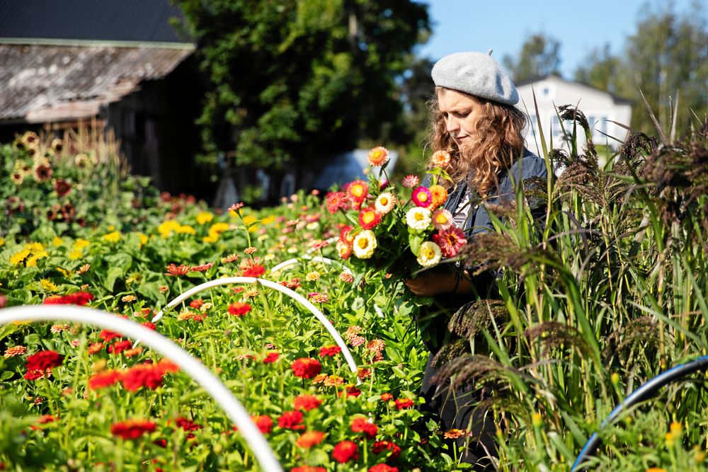 Dahliorna blommar vackert långt in på hösten och Emelye har lätt att få ihop färgglada buketter.