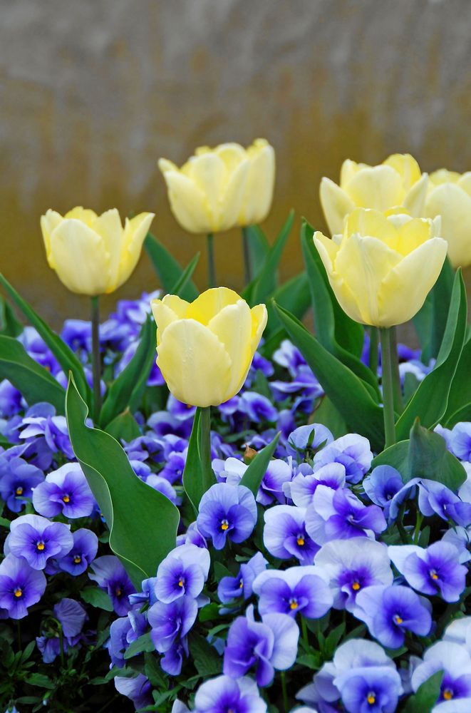 Penséer under tulpanerna ger en rabatt i två våningar.