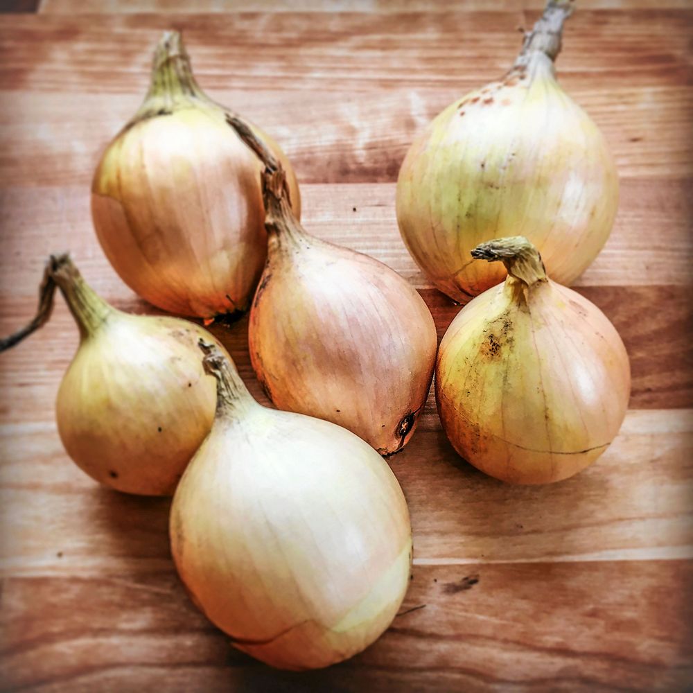 ’Laskala’ är tidig och lättlagrad.