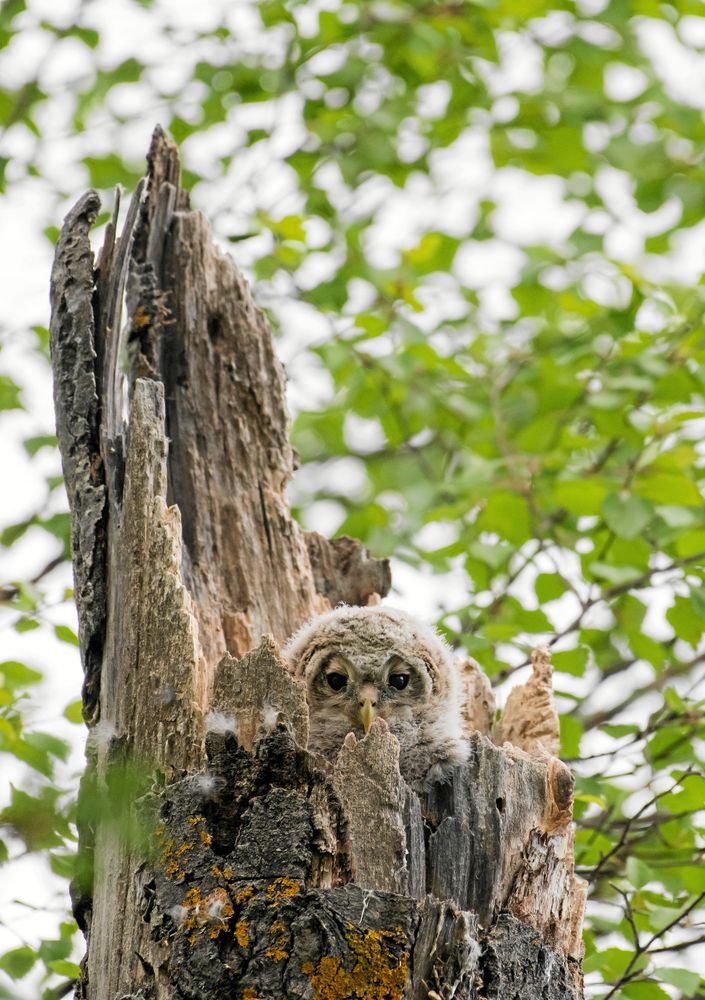 SLAGUGGLA. Den som är uppmärksam kan få se hur den gamla aspstubben får liv när ett par pigga små ögon tittar ut.