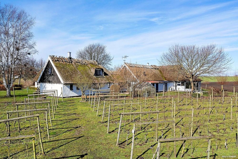 Vingården har vinstockar av sorterna Rondo, Solaris och Cab Cortis.