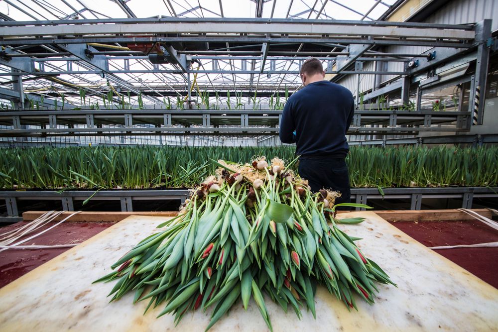 Fantastiska blommor från Alverbäcks.