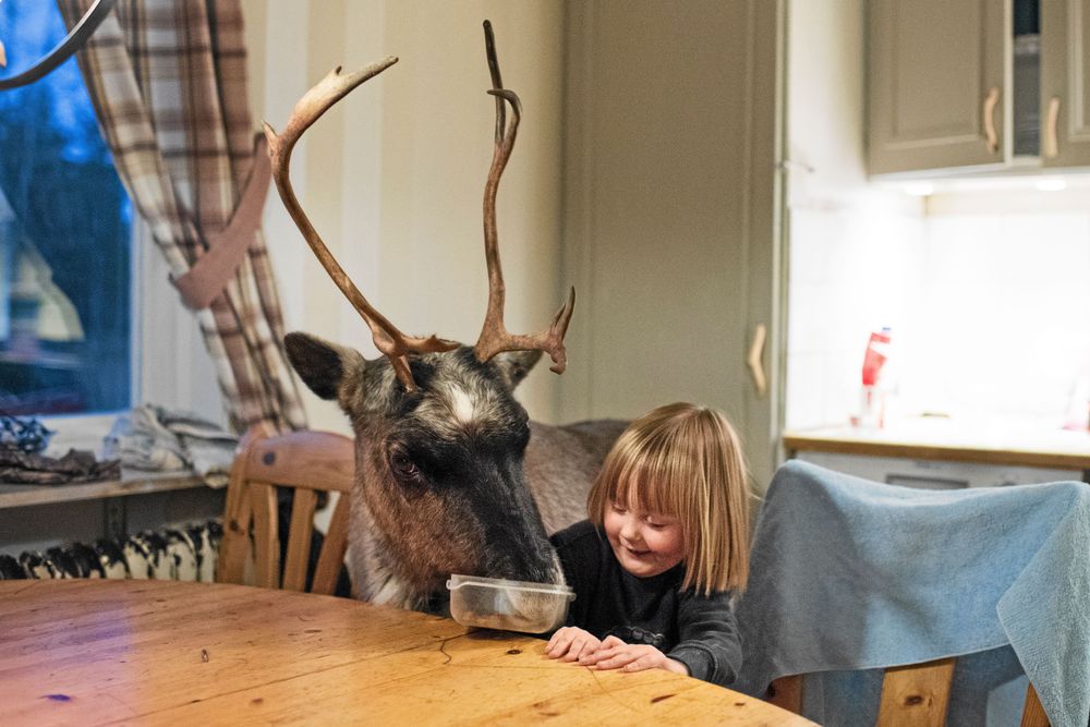 Det var en bekant till familjen som hittade den lilla nyfödda renkalven i ett skoterspår i en dalgång 2014.