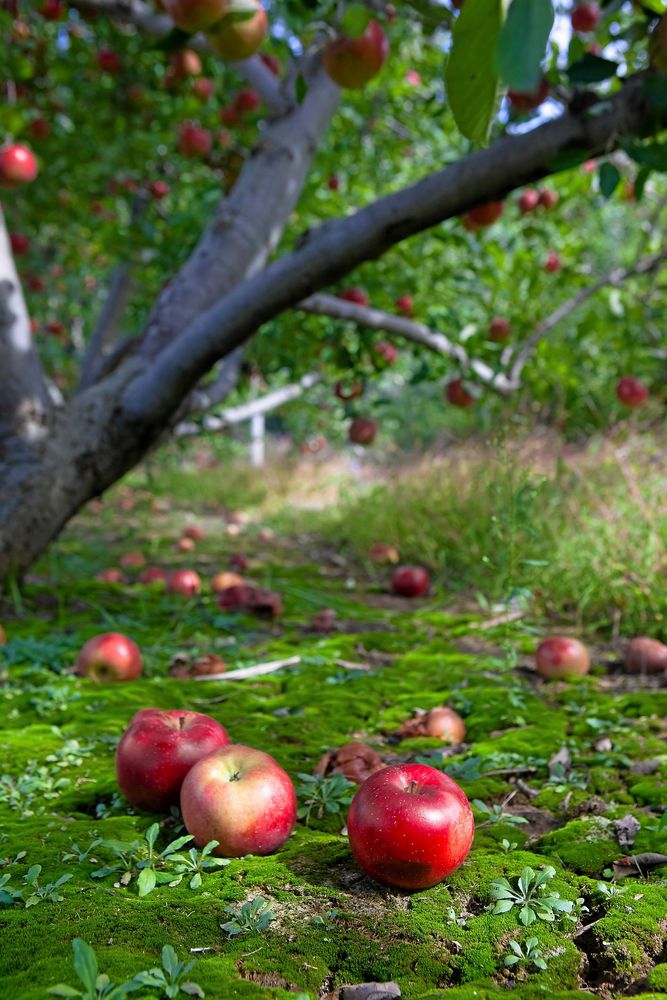 Snyggt men inte bra i längden. Plocka bort fallfrukt för trädets skull.