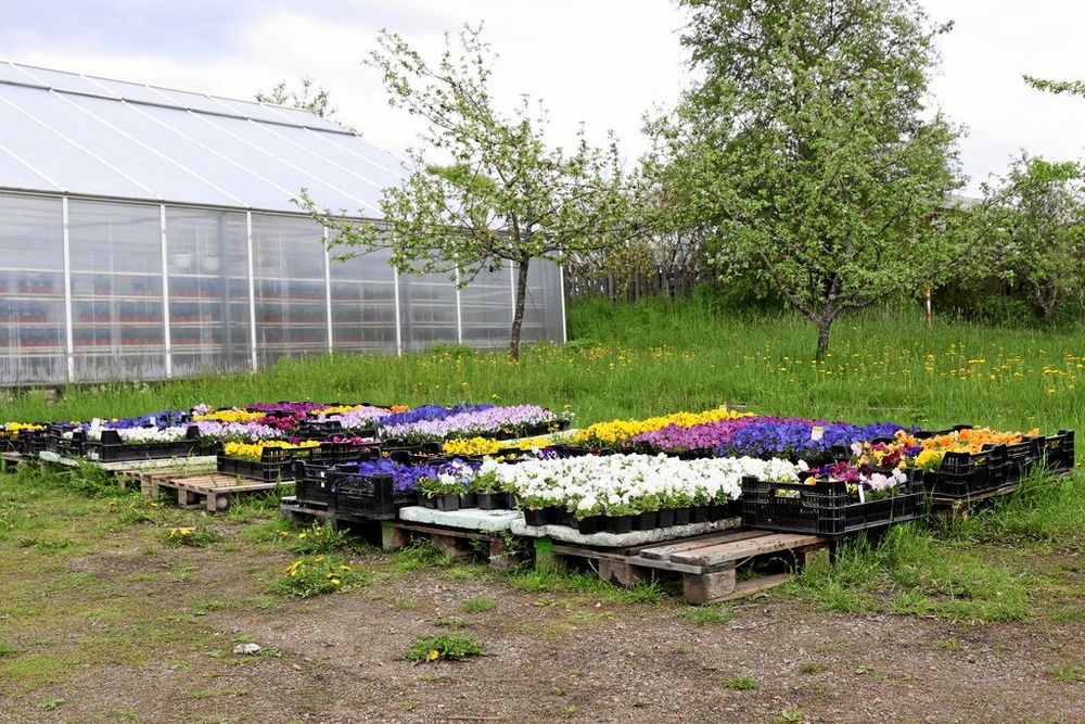 Det finns visst renoveringsbehov på platsen, bland annat vattensamling i lökkällaren på våren när snösmältningen sker.