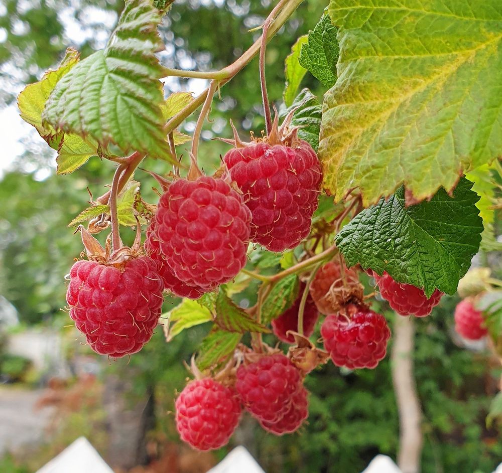 Vad sägs om ett hallon på balkongen? ’Ruby Beauty’ trivs i kruka.