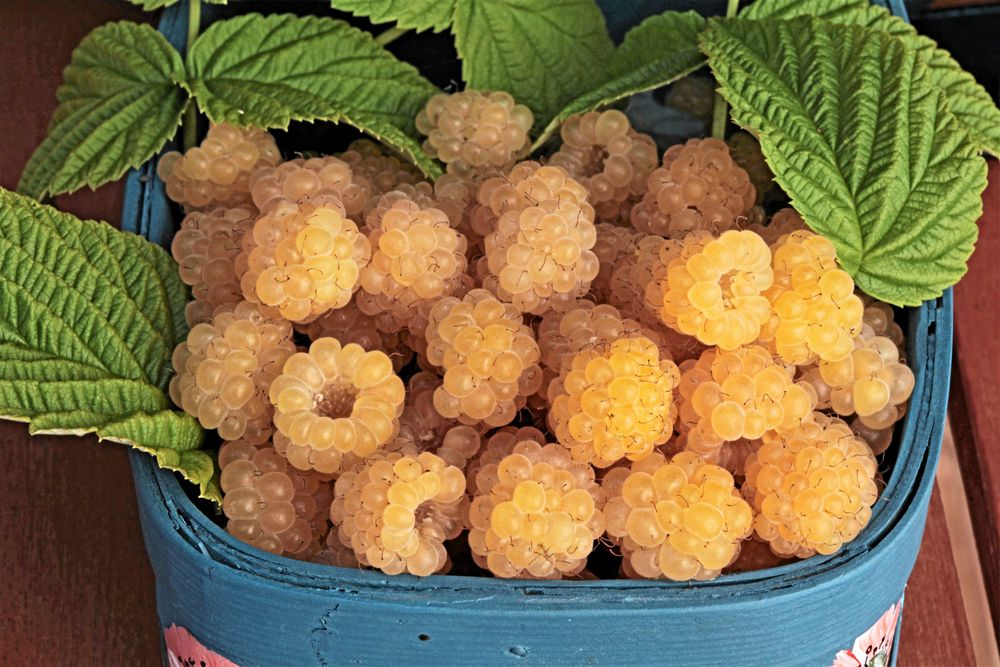 Gulhallonet ’Jeppo’ är inte bara snyggt, det står emot sjukdomar också.