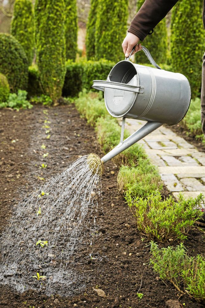 Vattna på morgonen, inte på kvällen.