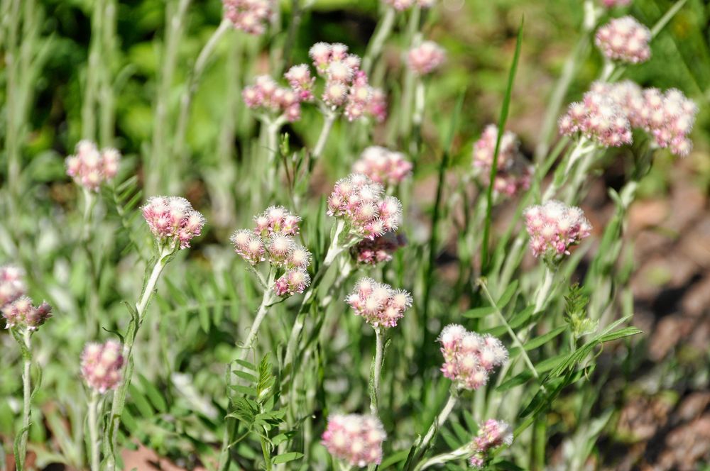 Kattfoten går i par. Vissa plantor har hanblommor, andra honblommor.