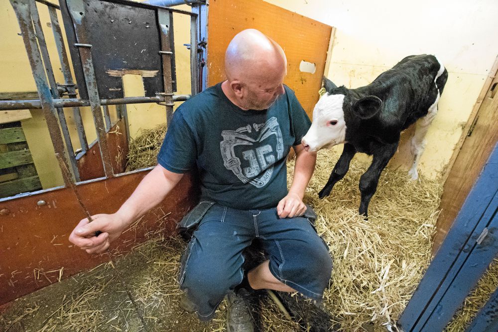 Under natten blev det tillökning på gården då den här lilla kalven såg dagens ljus för första gången.