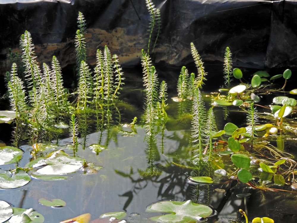 Hästsvansen ser nästan ut som små granar.