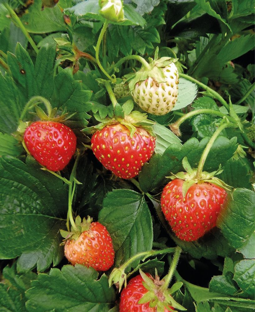 Att så jordgubbsplantor själv kan spara mycket pengar.