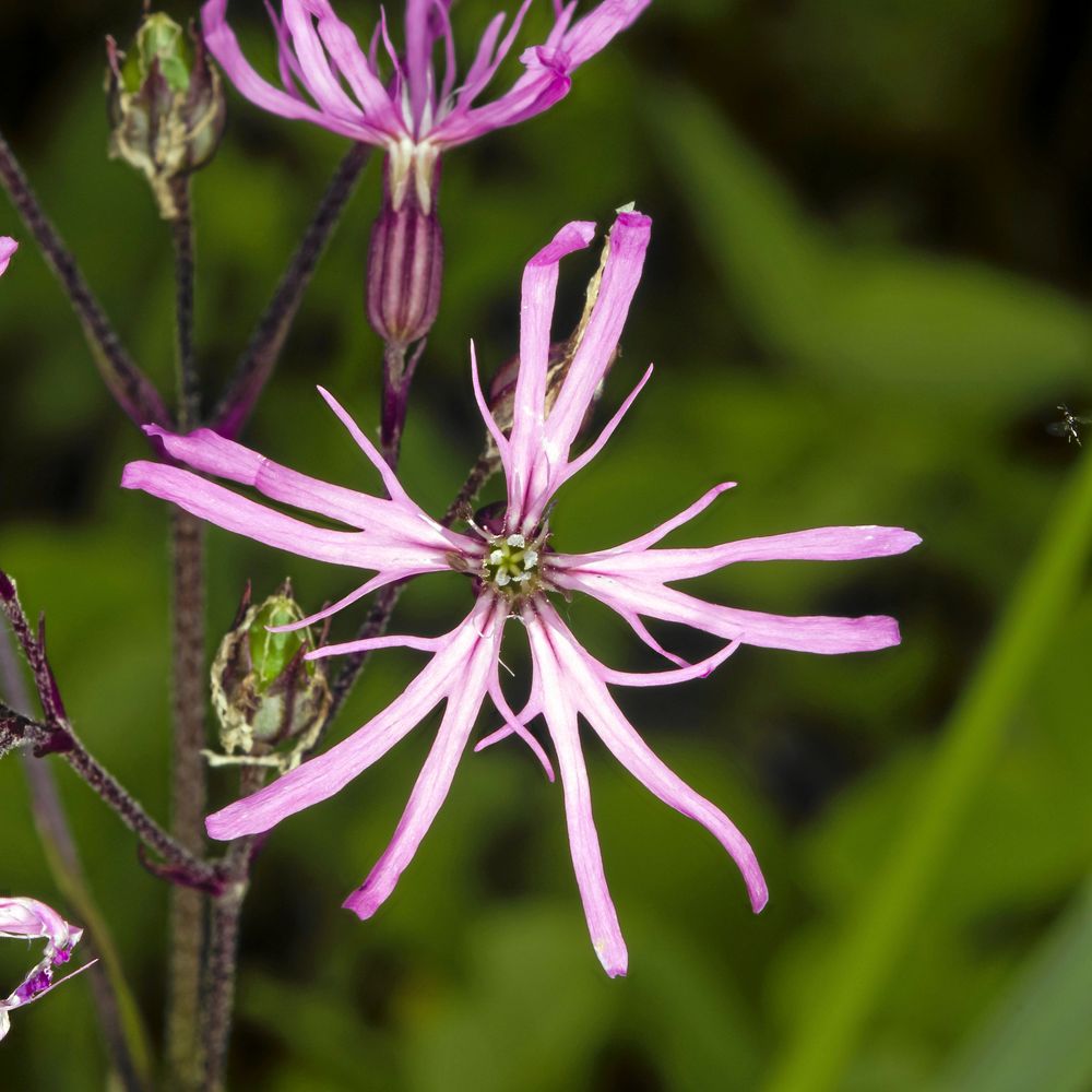 Små rosa gubbar. Kronbladen hos gökblomster bildar en glad ringdans.