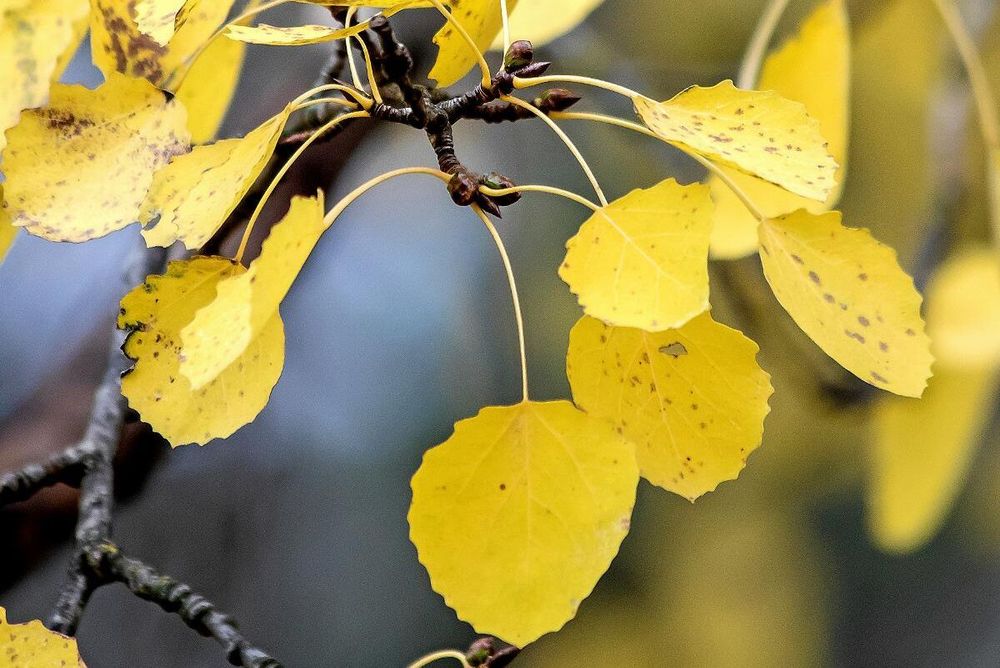 Darrar som asplöv. Aspens bladskaft är långa och tillplattade så att de lätt kommer ur balans och börjar darra i vinden. I det vetenskapliga namnet betyder just darra.