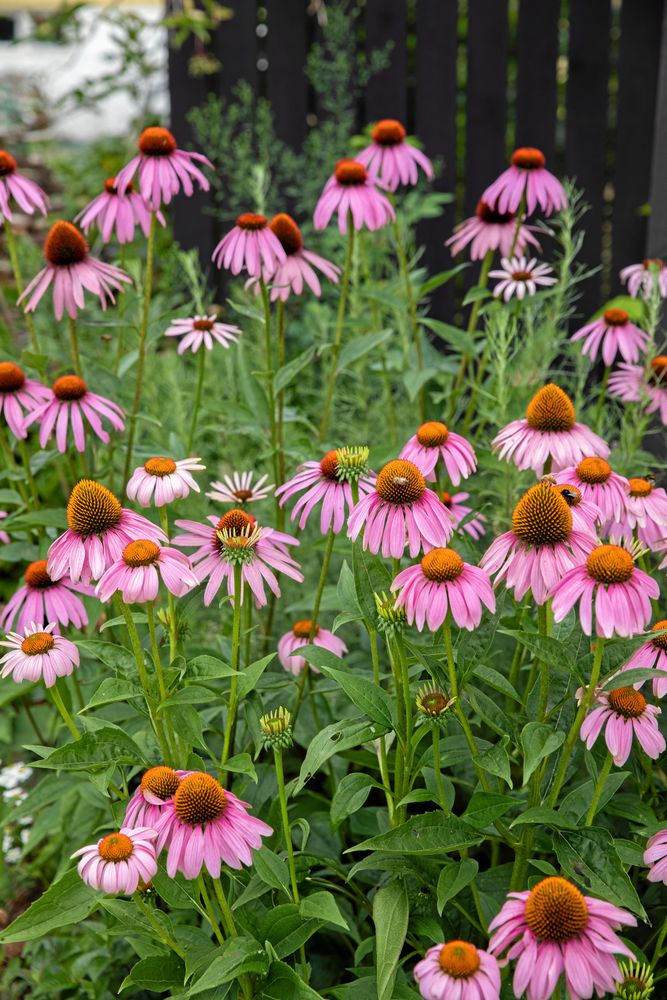 Den skånske trädgårdsmästaren Magnus B Nilsson förädlade den röda solhatten. Sorten fick namn efter sin upphovsman och heter alltså ’Magnus’.