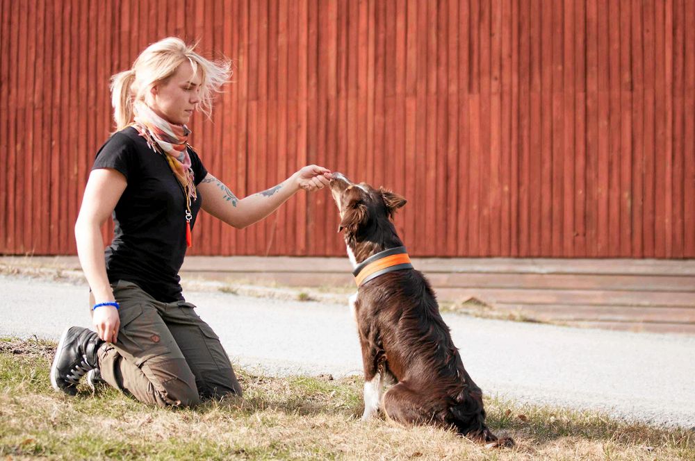 Träna sitt med hjälp av klicker. För en godisbit bakåt över hundens nos så att rumpan automatiskt sjunker ner mot marken. Klicka och belöna så fort det händer. På bilden är Carolina med sin australian shepherd Sam.