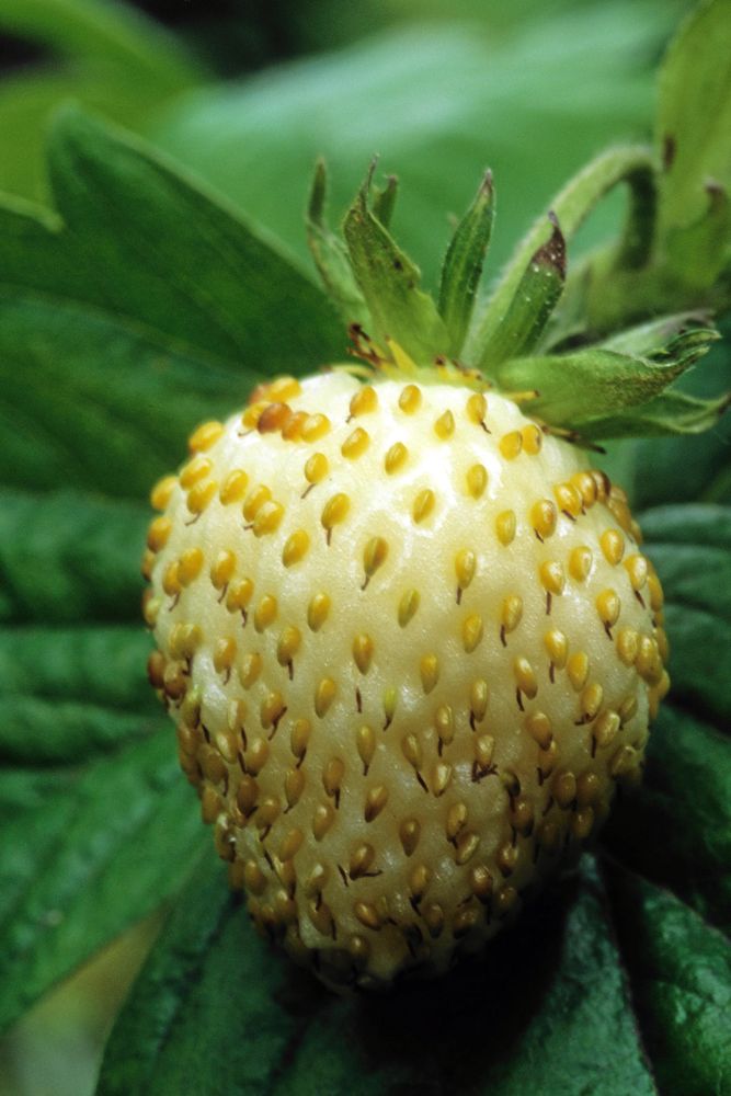 De vita smultronen i handeln har en naturlig, vit anmoder. I trädgården är de perfekta för dem som är allergiska mot den röda färgen. De klarar sig också bättre när fåglarna letar bär att picka i sig.