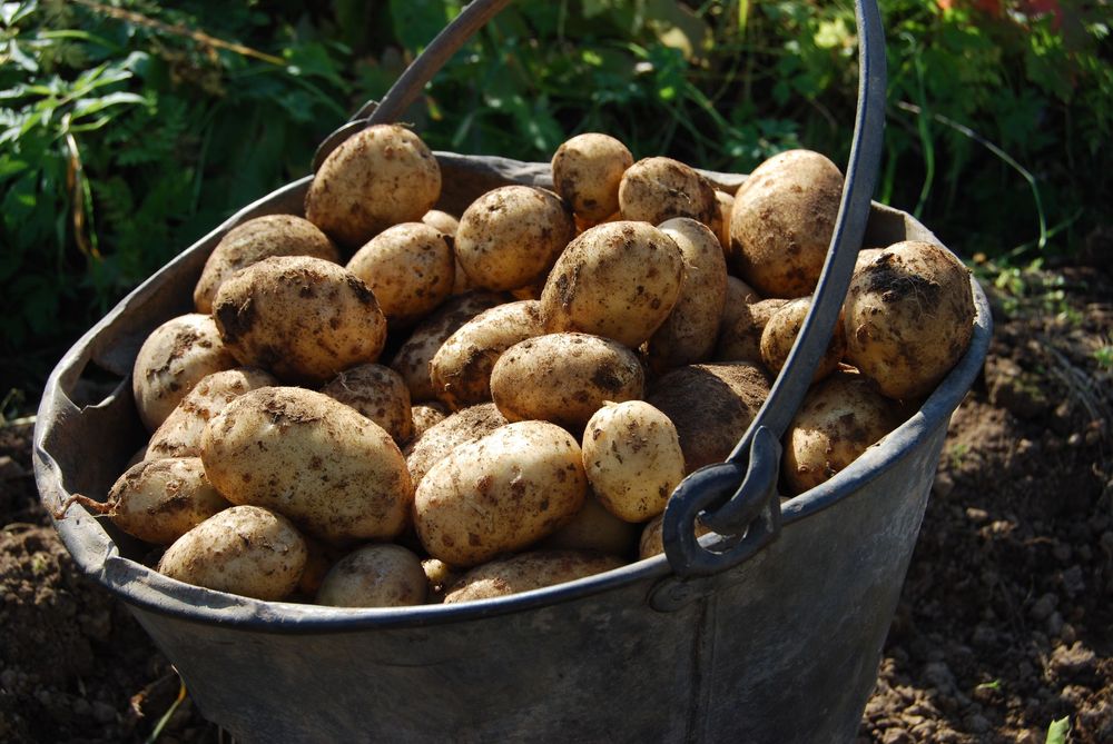 Kökets trotjänare, potatisen, som är billig, god och hållbar.