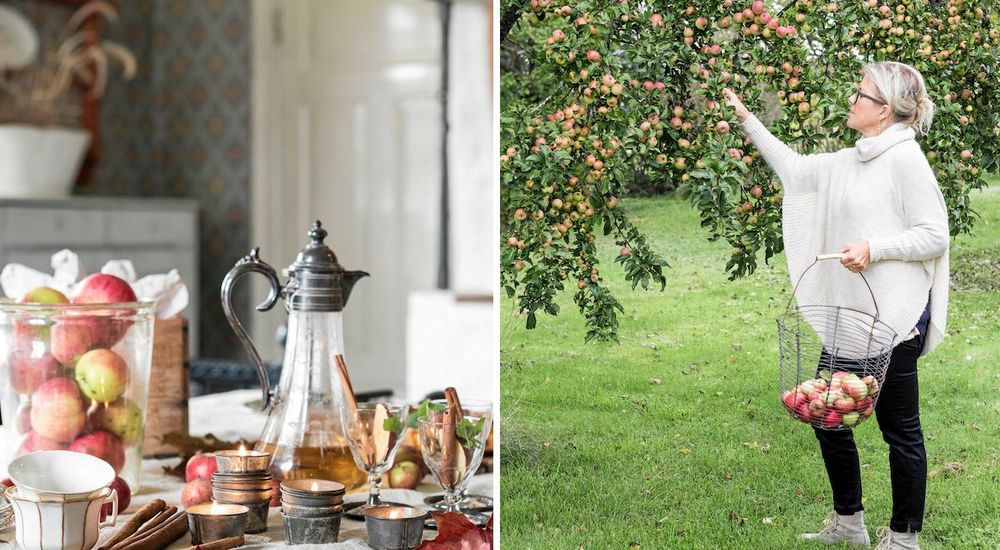 Susanne plockar så mycket frukt hon orkar från de dignande äppelträden, som hon sen gör äppelpaj och äppeldricka av.