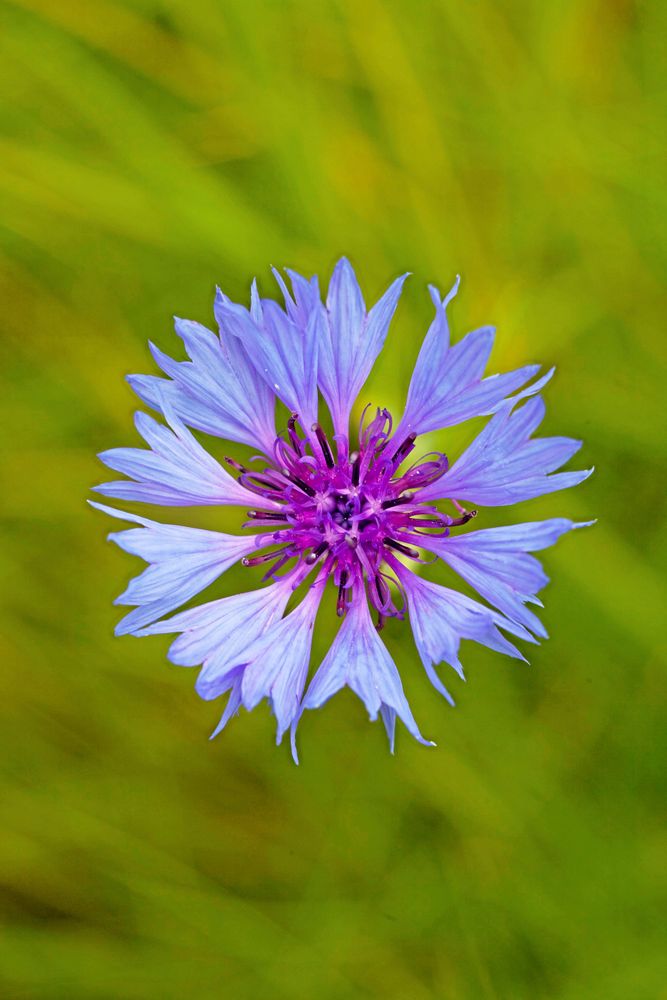 Blåklint sås gärna sent.