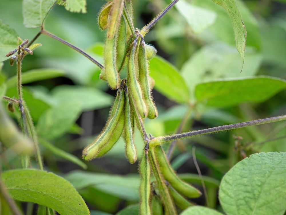 Den här sojabönan fanns i odling redan på 1960-talet.