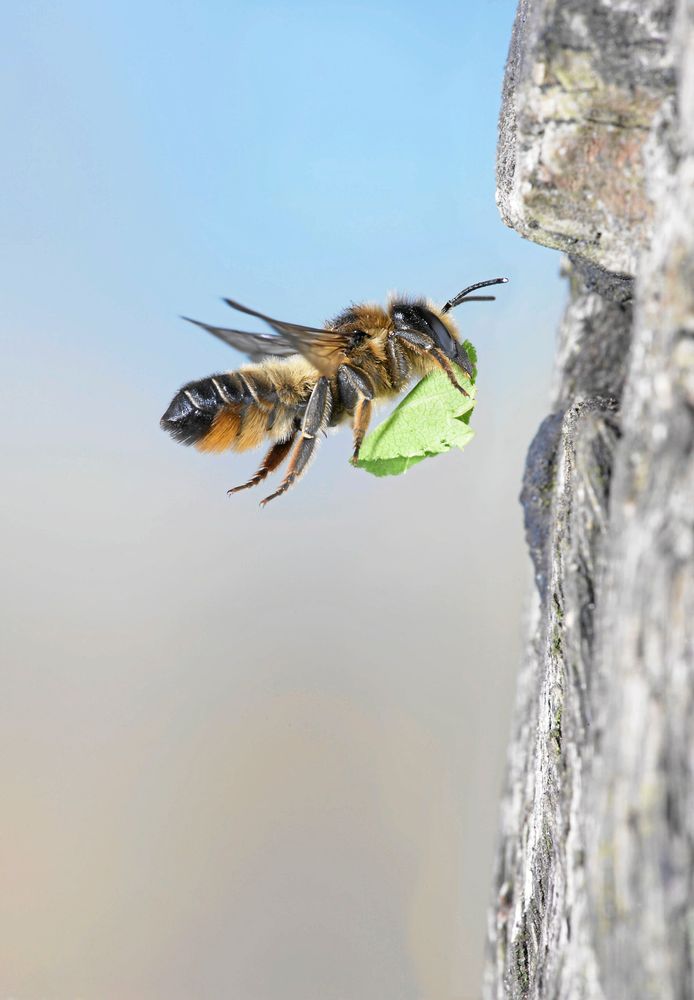 Ett rosentapetserarbi är på väg hem med byggnadsmaterial. Foto: IBL