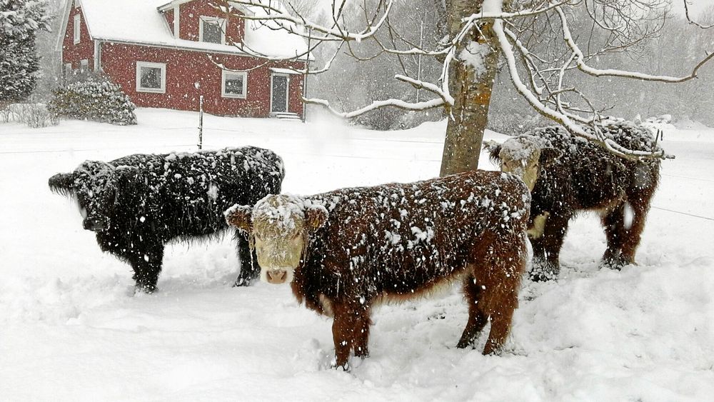 PLATS 6-10. Annelie Owesdotter i Lönashult tog en bild på sina kvigor, som ”gillar läget oavsett väder!”.