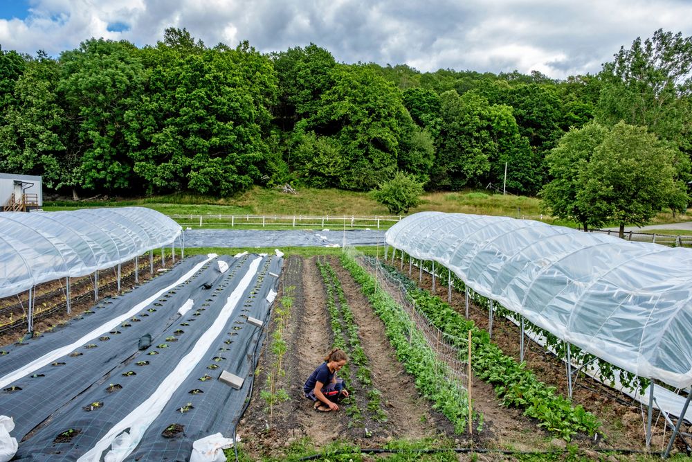 Yta som Klara Hansson odlar på är ungefär 2 500 kvadratmeter.