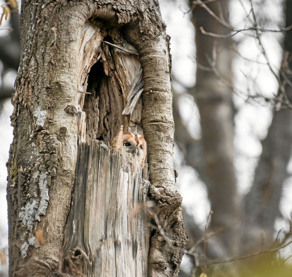 KATTUGGLA. Kattugglan är diskret på dagen, men kan kika ut ur sin bostubbe.