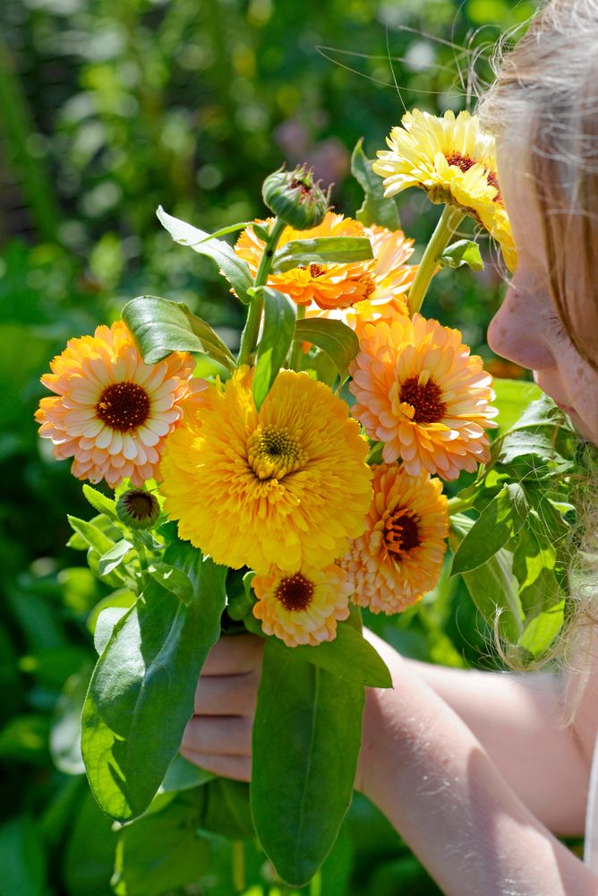 En enda fröpåse med ringblomma 'Cantaloupe' ger en blandad bukett.