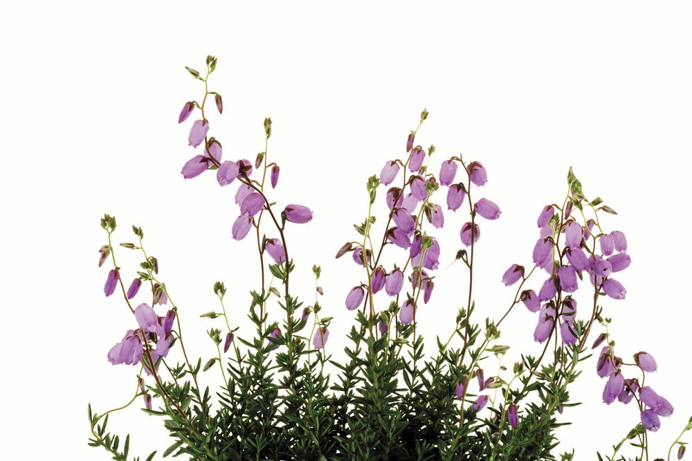 Klockljungen, stilig men känslig.