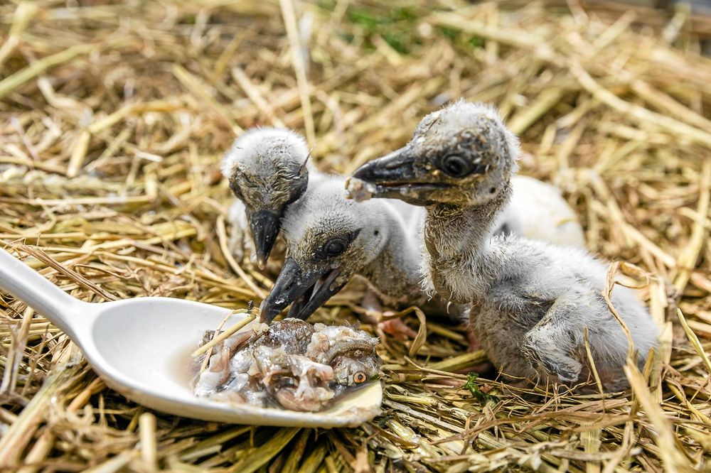 Nykläckta storkungar skedmatas med småfisk.