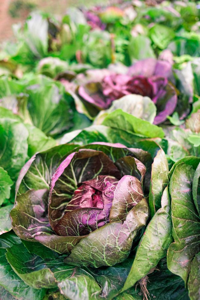 Den här rosensalladen är så snygg att man tappar andan.