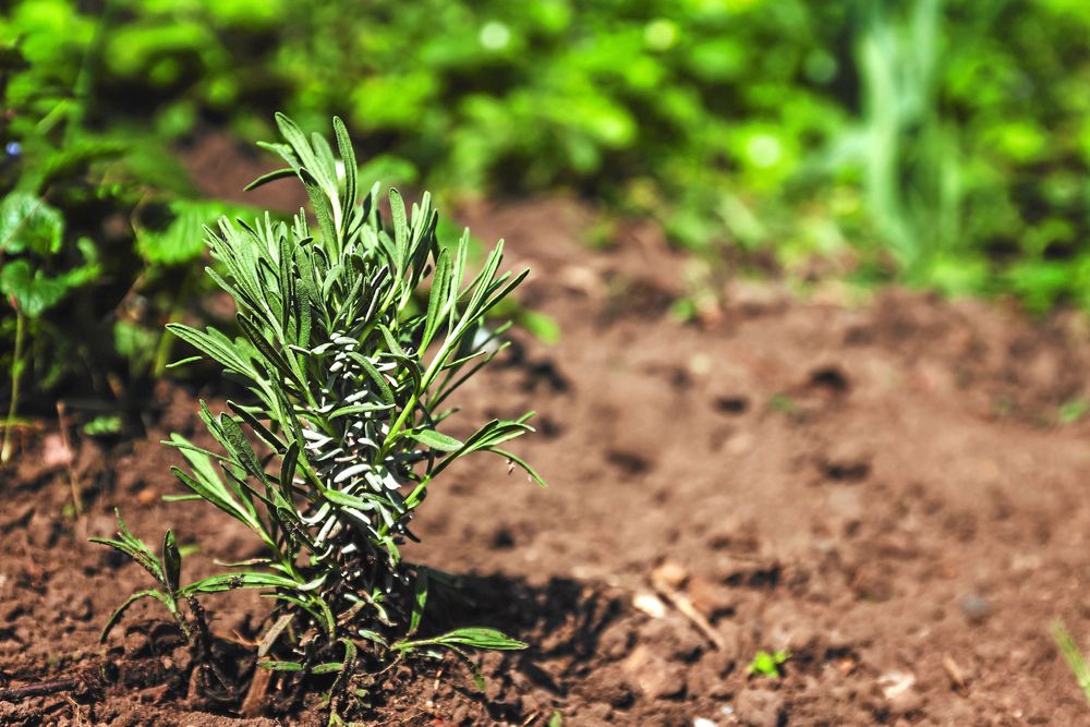 På egen rot. Efter en säsong kan den nya plantan klara sig själv, utan näring från mamma. Foto: IBL.