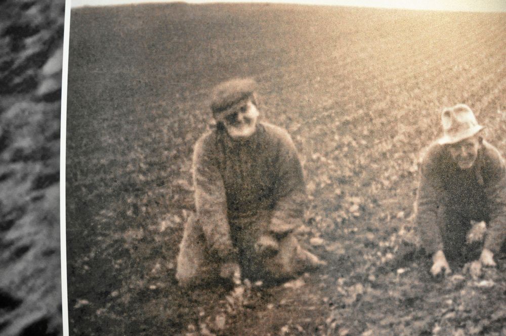 Operastjärnan med Pappa Nils i betesåkern.