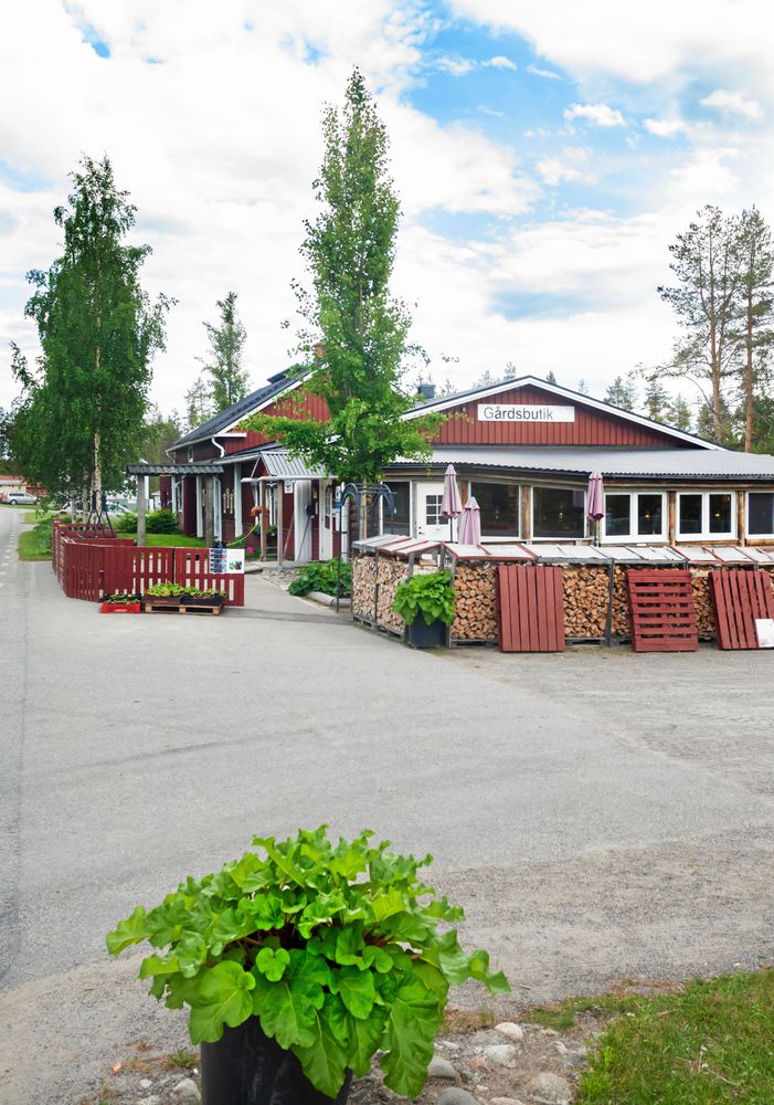 Alterhedens gårdsbutik och rabarberi har blivit ett utflyktsmål med aktiviteter som rabarbersafari, paltkalas, viltwok ovch fikabuffé.