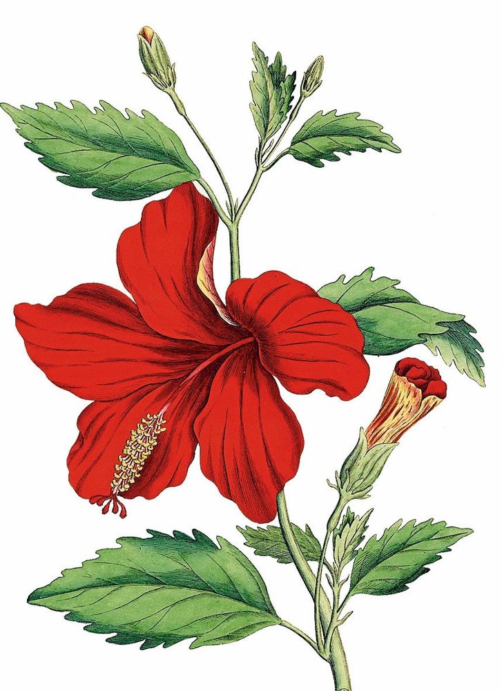 Hibiskus är en buske i det vilda.