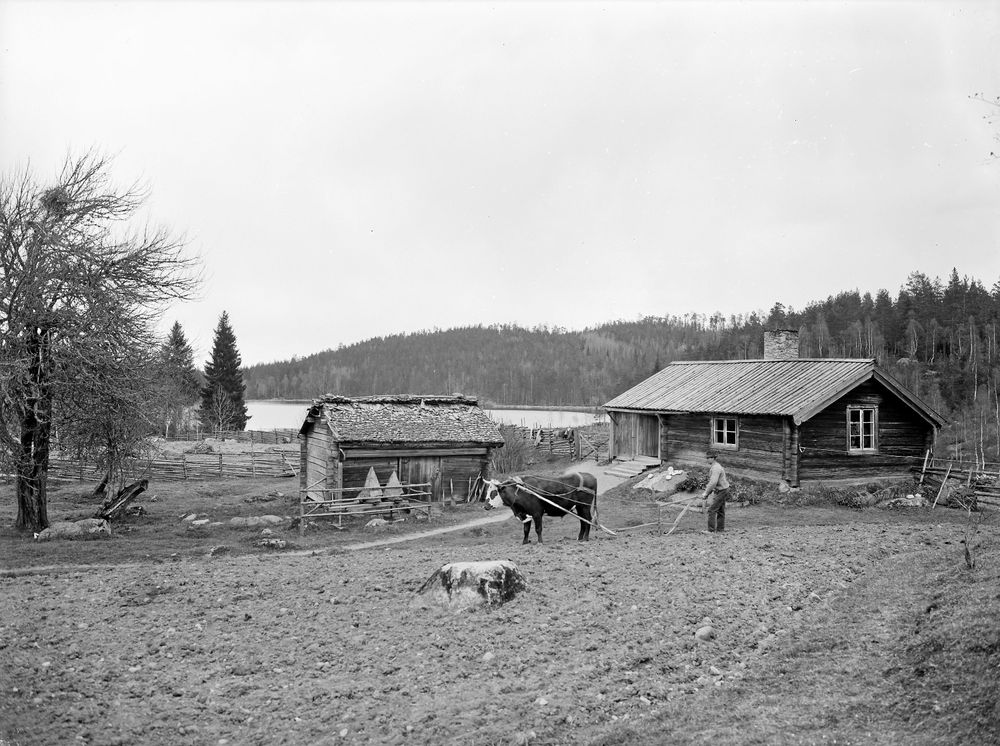 Herren på täppan, Bogölen (ca 1910).