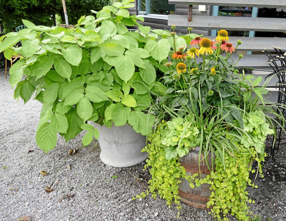 Kruka och tunna med limefärgade växter.