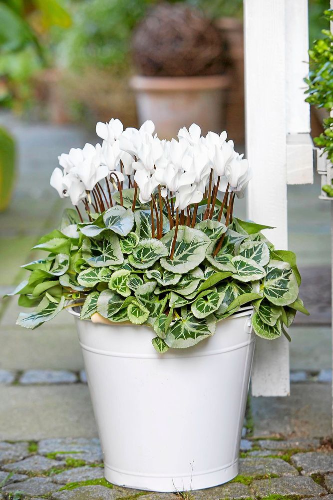 Titta noga på bladen på cyklamen. Mitt på varje syns en liten julgran.