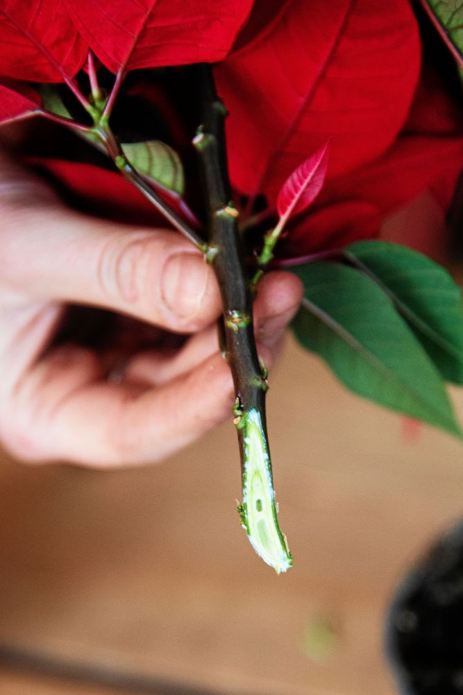 Gör ett snitt i julstjärnans stjälk.