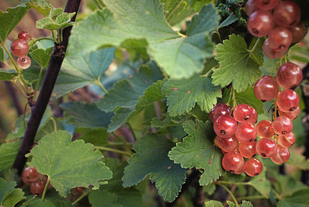Jodå, det finns rosa vinbär. Ibland till och med att köpa i butik.
