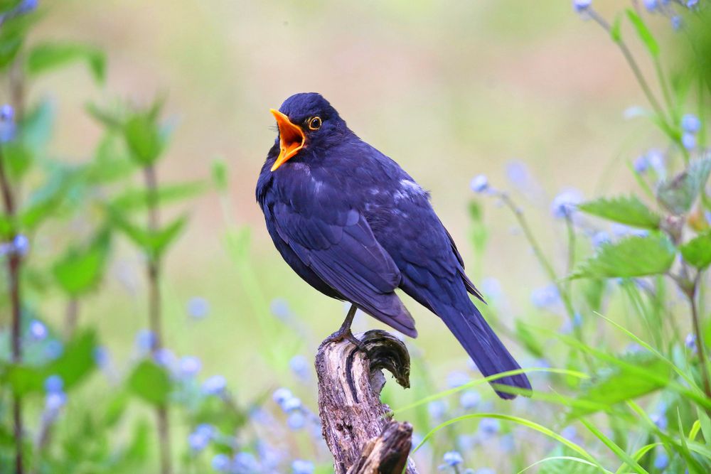 Koltrasten börjar ofta sjunga en stund innan dagen gryr. Dess fina, varierade sång och oskygga sätt har säkert bidragit till att den röstats fram till svensk nationalfågel.