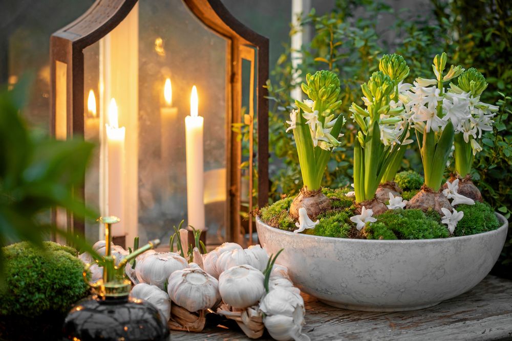 En skål med hyacinter i vitt. Små blommor i mossan ger extra stjärnstatus.